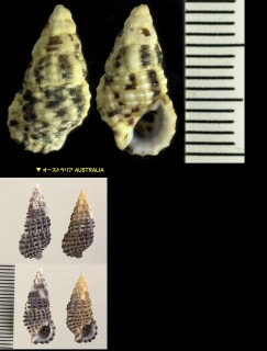 カヤノミカニモリ (カスリカニモリ) Clypeomorus bifasciata