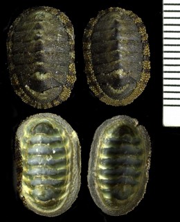ニグロヒザラ Chiton nigrovirescens small