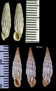 オダヤカヒダトリアオギセル （仮称） Albinaria praeclara rudis small