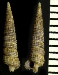 アラレキリオレ 霰錐折 Inella japonica