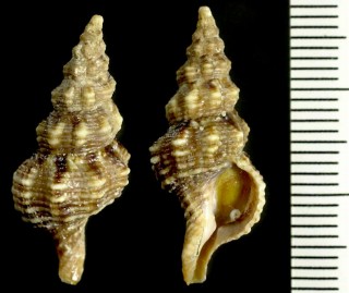 チョウセンニシ 朝鮮辛螺 Fusolatirus coreanicus small