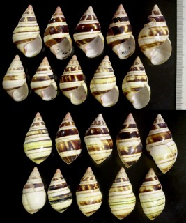 チャスジイトヒキマイマイ Liguus fasciatus castaneozonatus small