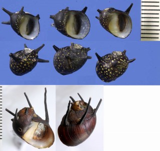 ハリカノコ Theodoxus coronatus small