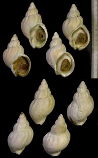 マレエゾバイ 稀蝦夷蛽 Buccinum rarusum small