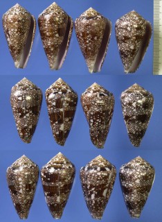 ハナオリイモ Conus dalli small