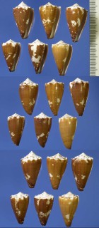 カッショクイモ Conus brunneus small