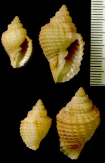 カゴメコロモ Cancellaria indentata