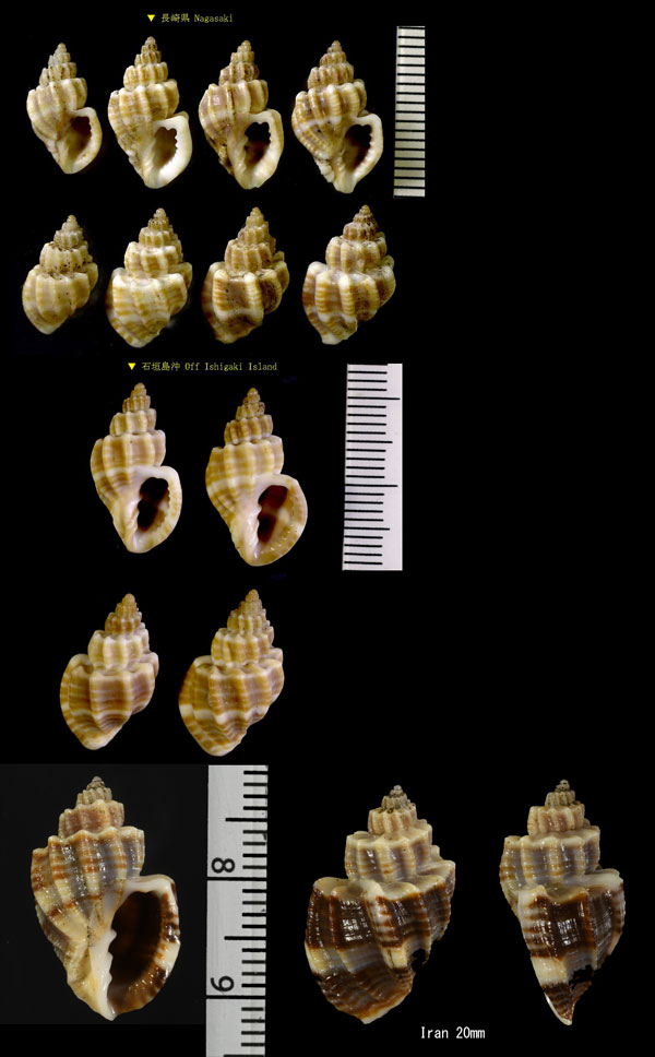 オリイレボラ Trigonostoma stenomphala small