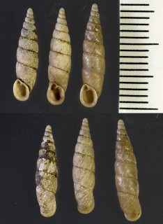 シタヅキギセル 下月煙管 Ventriphaedusa platyderula small