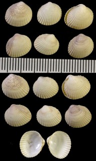 キタノコビトザル (仮称) Cerastoderma pinnulatum small