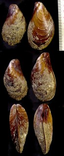 オセアニアのヒバリガイ Modiolus areolatus small