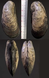 メキシコ湾のシンカイヒバリの仲間 未詳 Bathymodiolus sp. small