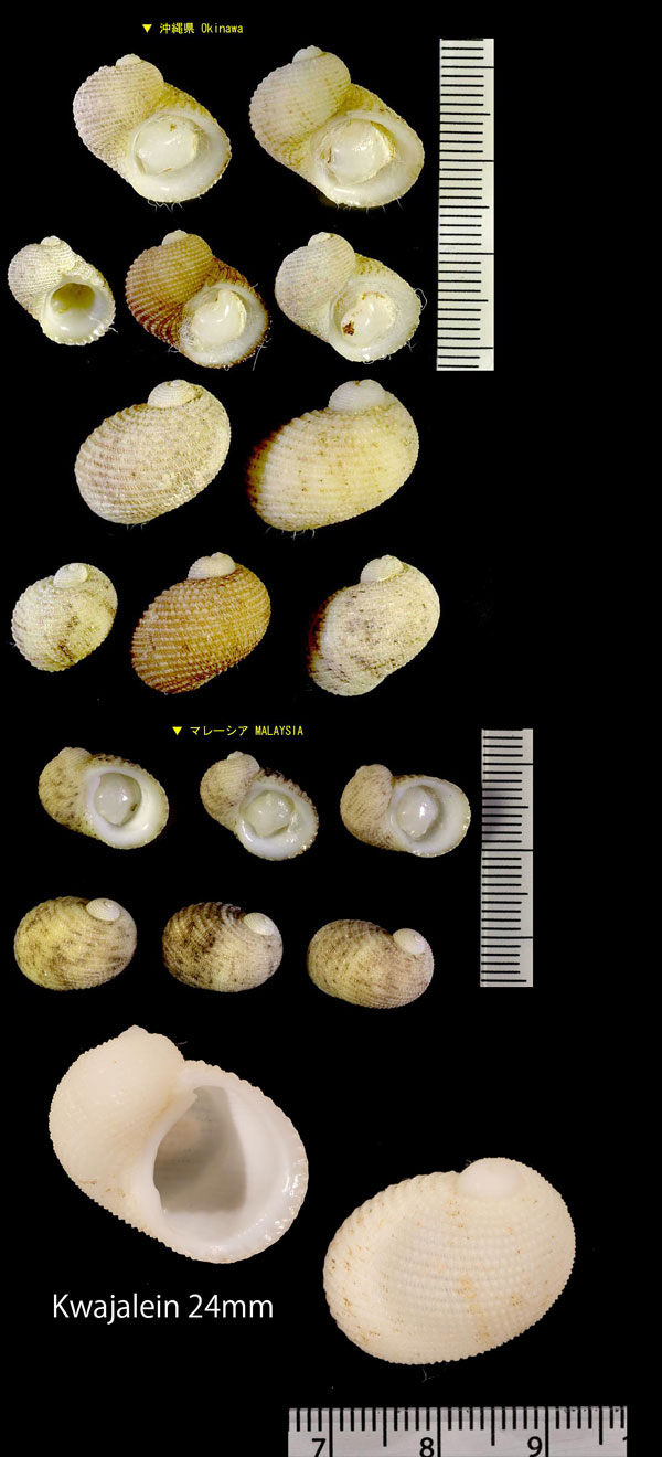 アマガイモドキ 擬蜑貝 Neritopsis radula small