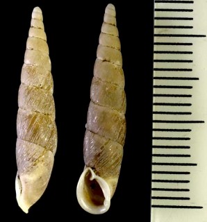 スタアンズギセル (スターンズギセル) Euphaedusa stearnsii small