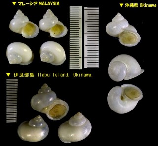 アオミオカタニシ 青身陸田螺 Leptopoma nitidum small