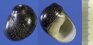 カノコガイの仲間 Clithon cuvieriana foliosa small