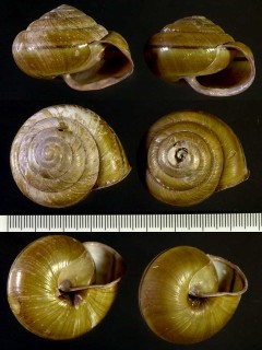 イッシキマイマイ 一色蝸牛 Coniglobus caliginosus small