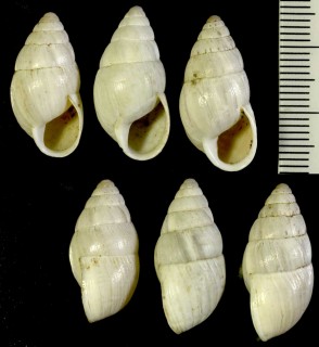 シマキセルモドキの亜種 Zebrina detrita cilicica small