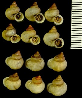 タイムシオイの仲間 Alycaeus gibbosulos small