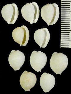 アコヤオオシラタマ (アコヤシラタマ) Pseudotrivia opalina small