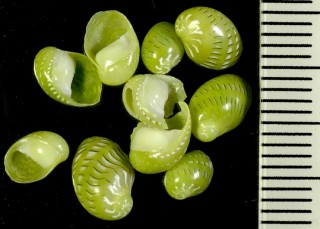 クサイロカノコ Smaragdia rangiana small