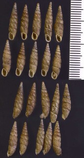 コスジギセル Tyrannophaedusa plicilabris small