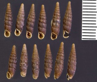 オーストリアギセルの亜種 Macrogastra plicatula senex small