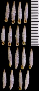 トリグラッドギセルの仲間05 Agathylla regularis small