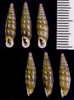テルモピレーギセル (仮称) Isabellaria thermopylarum small
