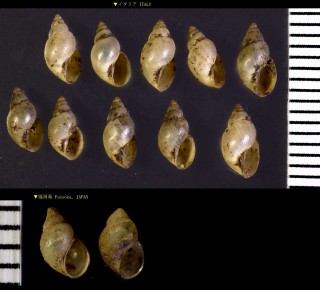 コシダカヒメモノアラガイ (コシタカモノアラガイ) Lymnaea truncatula small