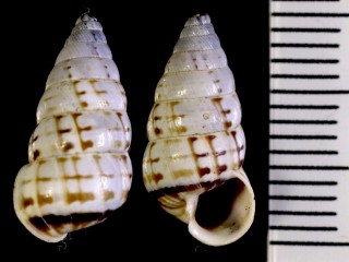 ヤマクチキレガイの仲間 Macroceramus clerchi arango small