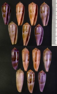 スイレンイモ 睡蓮芋 Conus artoptus viola small