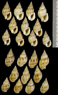 オボロヨフバイ 近似種 Nassarius exellens