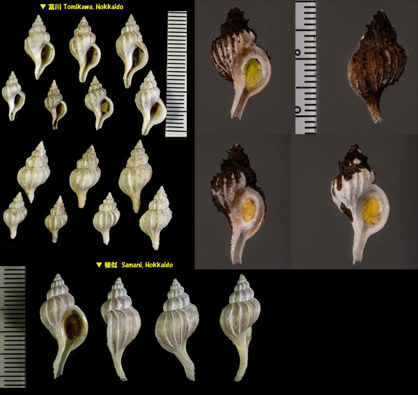 アオモリヤエバツノオリイレ Boreotrophon pacificus aomoriensis small