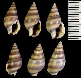 ヒロオビヨフバイ Nassarius succinctus small