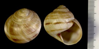 ギリシャのエスカルゴ Helix philibinensis small