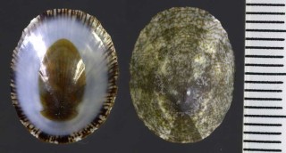 ヒメコザラ (ヒメコザラ型) Patelloida pygmaea form heroldi small
