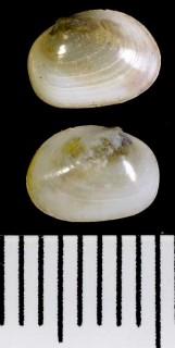 チチイロマメアゲマキ (メノウマメアゲマキ) Scintilla semiclausa small