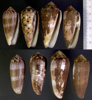 ナガベッコウイモ Conus circumcisus small