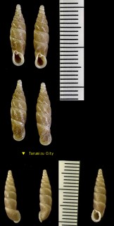 タブキギセル 椨木煙管 Mesophaedusa tabukii small