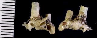 タツノコヘビガイ cf. Dendropoma dragonella small