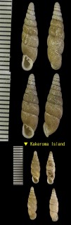 ザレギセル Luchuphaedusa mima small