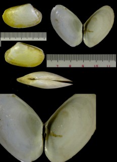 アオサギガイ Psammotreta praerupta small