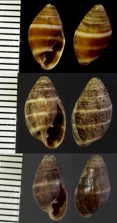 ハマシイノミの仲間 オーストラリア 未詳 Melampus sp. small