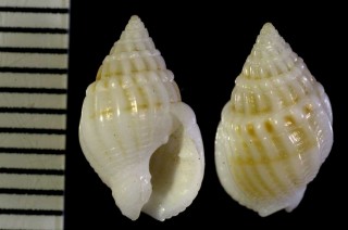 シロコムシロ 白子莚 Nassarius albinus