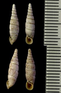 ニクイロギセル Pinguiphaedusa carnea small