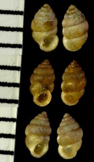 ニヨリゴマガイ Diplommatina nesiotica small