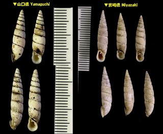 カワモトギセル 河本煙管 Tyrannophaedusa kawamotoi small