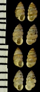 ゴトウゴマガイ Diplommatina cassa gotoensis small