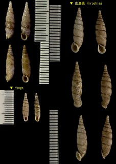 ハリマギセル 播磨煙管 Paganizaptyx harimensis small